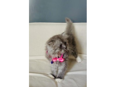 British longhair 2 aylık