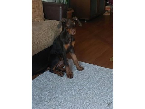 Nadir bulunan kızıl kahve yavru doberman kızımız