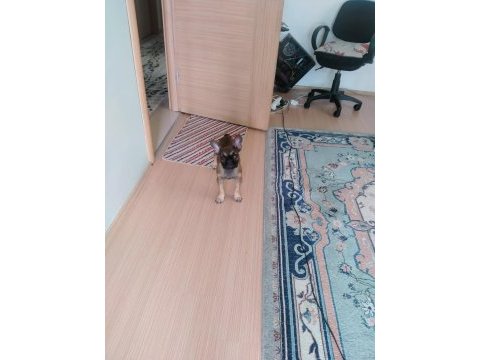 3 aylık akıllı orijinal french bulldog ankara
