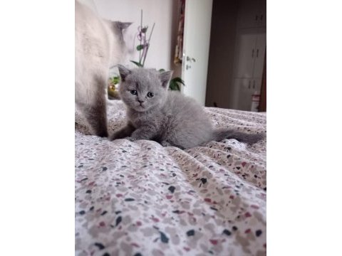 British shorthair yavrular