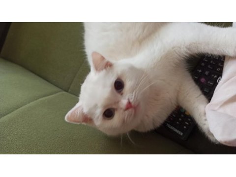 British shorthair