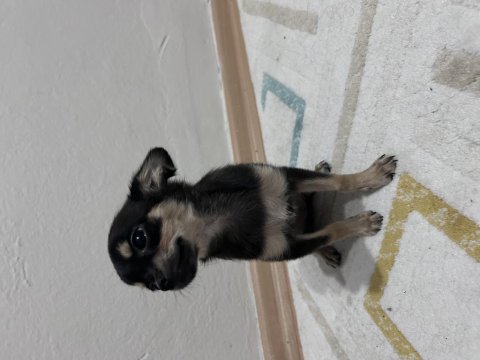 Son dişi chihuahua