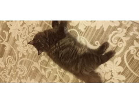 4 aylık scottish straight chocolate long hair