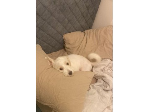Kızımıza yeni yuva arıyoruz maltese terrier