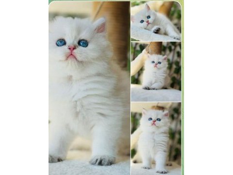 Sıra dışı güzellikte british shorthair bir prenses