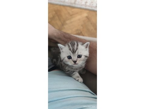 American shorthair british dişi