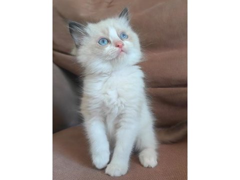 Secereli ragdoll kedisi yavrular