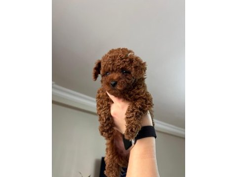 Red brown poodle yavrularımız yeni yuvasını arıyor