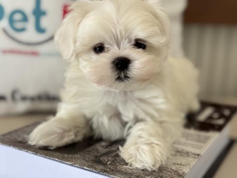Petmode köpek çiftliğinden tea cup kore maltese