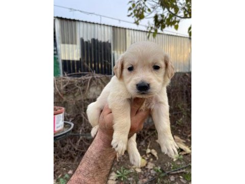 Baby face golden retriever
