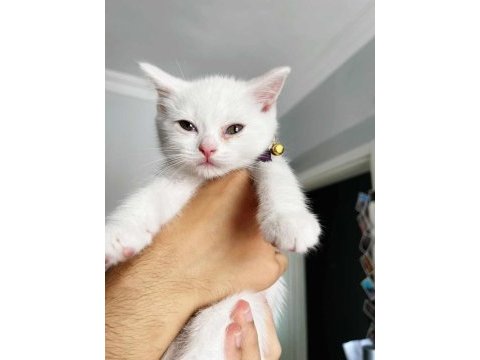 Sahiplendirilecek 02.04.23 doğumlu erkek british shorthair