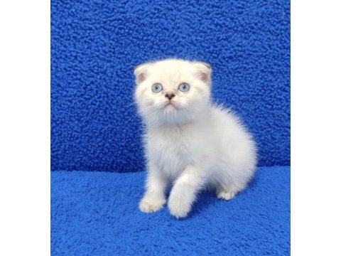Mavi boncuk scottish fold yavrumuz 
