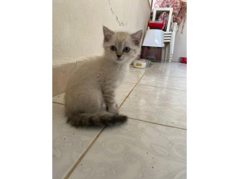 3 aylık british shorthair yavrularımız