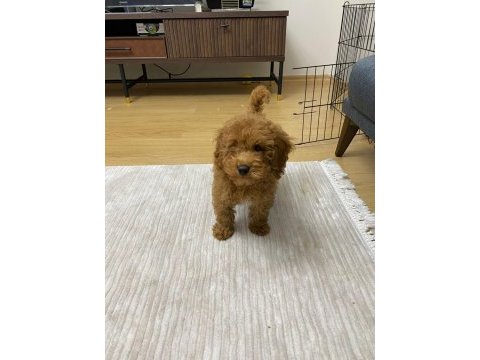 Aşıları tam 80 günlük toy poodle