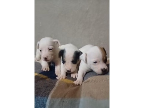 Jack russell yavrularımız