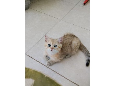 Golden british shorthair yavrular