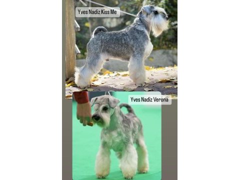 Fcı şecereli miniature schnauzer