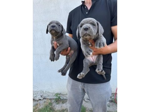 Safkan blue mavi göz cane corsolar