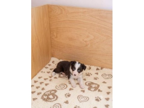 Yeni ailelerine gitmeye hazır yavru köpekler