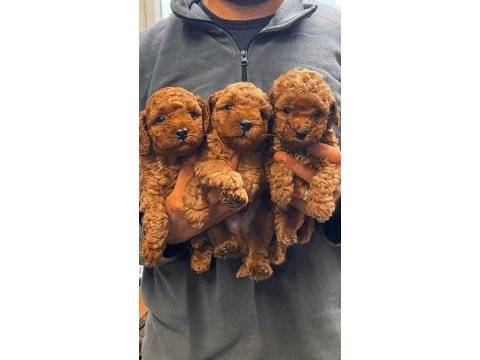 Orijinal ırk toy poodle red brown kg garantili