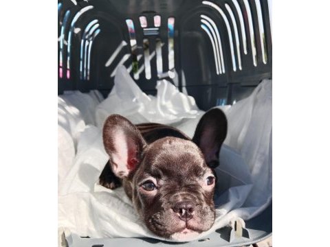 Mart 1 doğumlu french bulldog