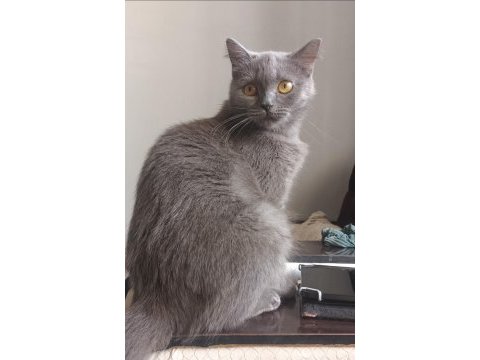 British shorthair 3 yaşında