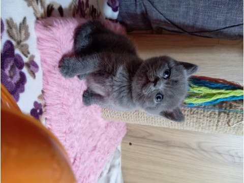 British shorthair 2 aylık gri yavru