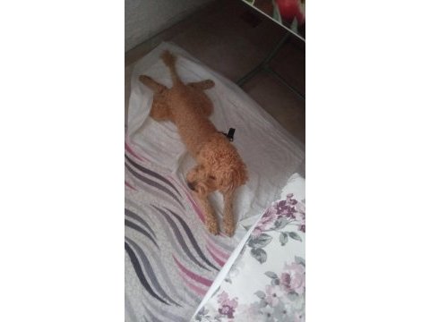 Tooy poodle erkek goffy