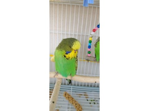 Bebek şov jumbo muhabbet kuşlar
