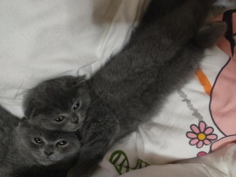 Scottish fold yavrular