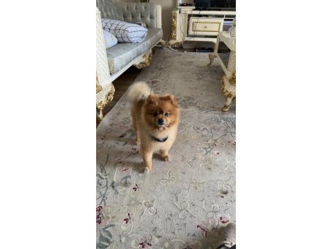 Pomeranian 2.5 yaşında