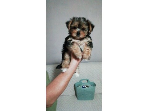 Teacup yorkshire terrier