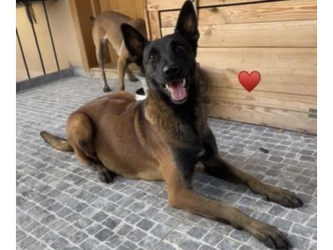 Safkan ırk garantili belçika kurdu