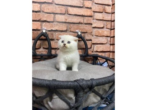 2 aylık scottish fold yavru