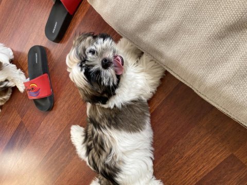 Aciliyetten hemen vermemiz gerekiyor çok ucuz shihtzu
