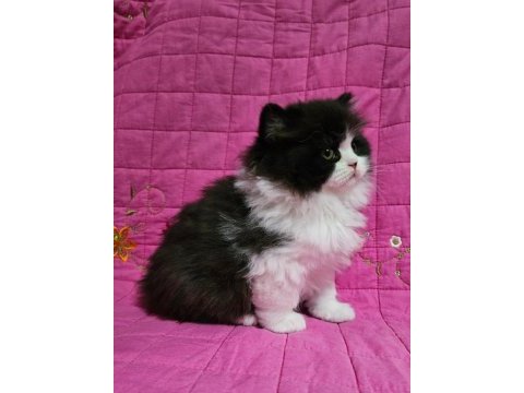 Safkan black bicolor renginde british longhair yavru