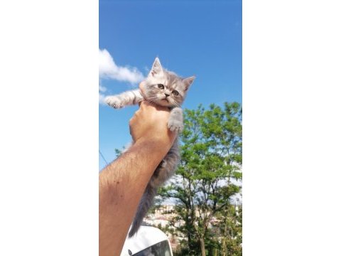 British shorthair bebekleri