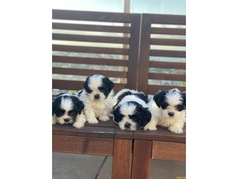 Shih tzu (şitsu)