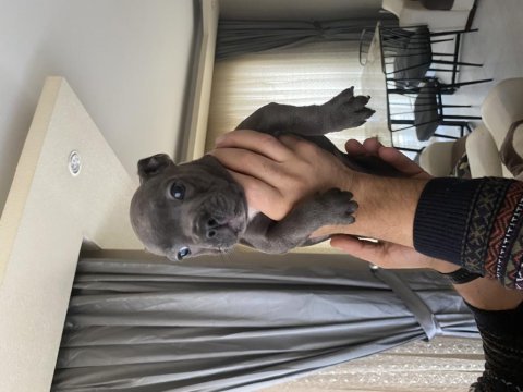 Blue ve siyah 2 aylık french bulldog yavrular
