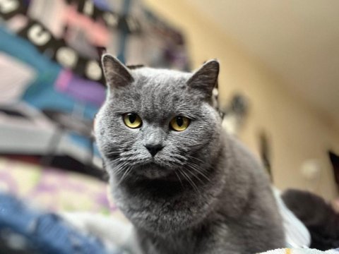 British shorthair kızım yeni yuvasını arıyor top kafa