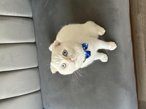 Erkek 1 yaşında scottish fold kedime eş arıyorum