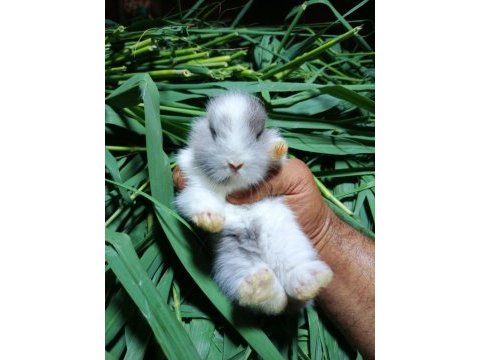 Netherland dwarf tavşan cücelerimiz mevcuttur