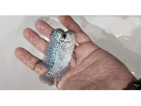Hobici dostu flowerhorn balıklar