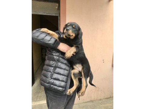 Günü gelen aşıları yapılmış erkek gibi dişi rottweiler