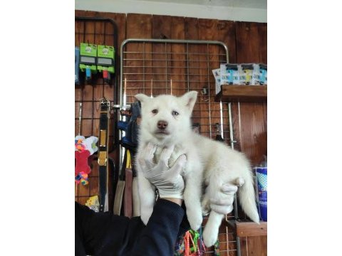 Beyaz husky yavrularımız a kalite