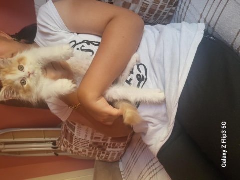 British longhair balımıza sıcak bir yuva arıyoruz