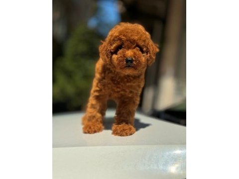 Show kalite toy poodle yavru köpekler