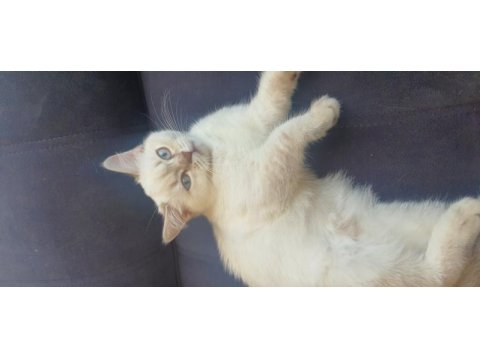 Scottish blue point cinsi 3 aylık dişi