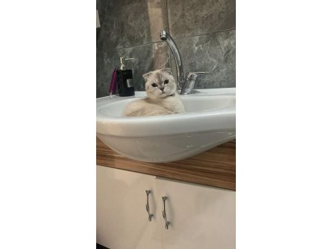 Scottish fold 1.5 yaşında