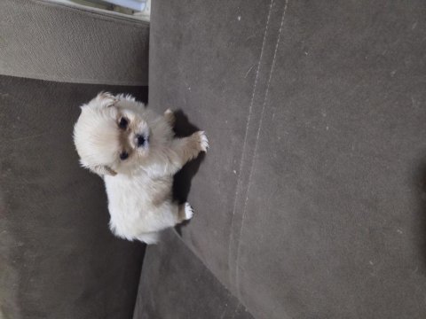 2 aylık yavru pekinez köpekler